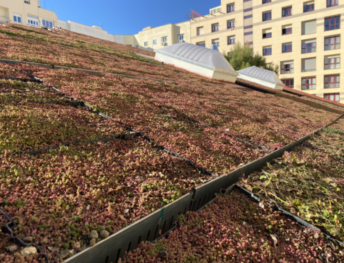 Factor verde: Clave para una ciudad más sostenible